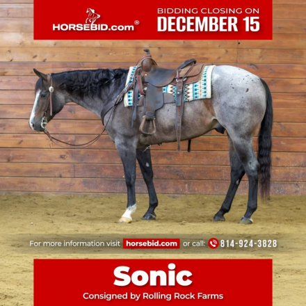 HorseID: 2306811 CIELOS BLU VAQUERO - PhotoID: 1090576