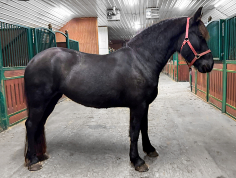 HorseID: 2306812 Trientsje of Black Pearl - PhotoID: 1090577