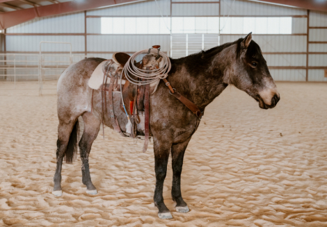 HorseID: 2306814 BQH Jack Dunnit - PhotoID: 1090723