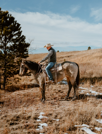 HorseID: 2306814 BQH Jack Dunnit - PhotoID: 1090724