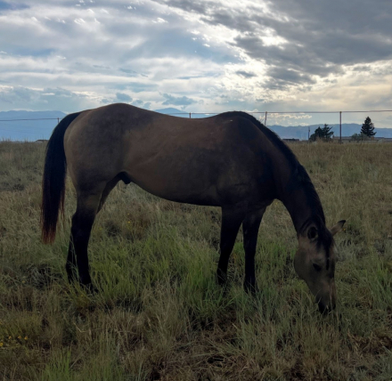 HorseID: 2306814 BQH Jack Dunnit - PhotoID: 1090725