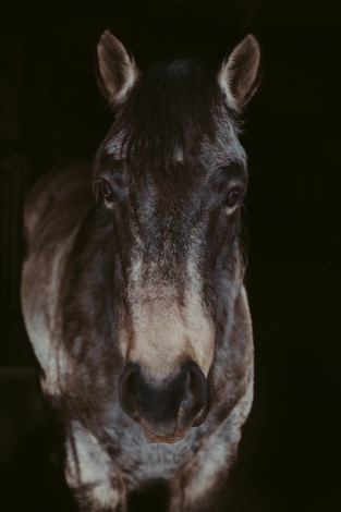 HorseID: 2306814 BQH Jack Dunnit - PhotoID: 1090726