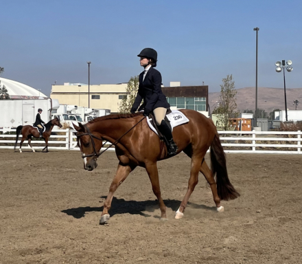 HorseID: 2306816 BELIEVE IM BARRED - PhotoID: 1090578