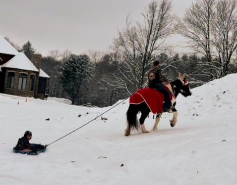 HorseID: 2306818 Mount Christie Jewel Crown - PhotoID: 1090583