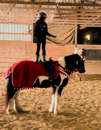 HorseID: 2306818 Mount Christie Jewel Crown - PhotoID: 1090584