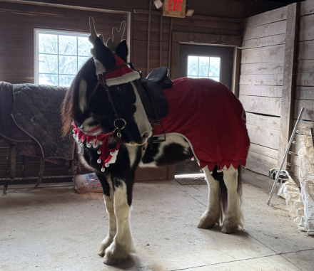 HorseID: 2306818 Mount Christie Jewel Crown - PhotoID: 1090585