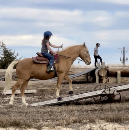 HorseID: 2306825 Journey - PhotoID: 1090589