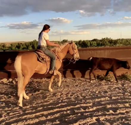 HorseID: 2306825 Journey - PhotoID: 1090590