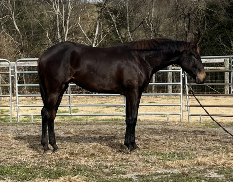 HorseID: 2306829 Certified Outlaw - PhotoID: 1090593