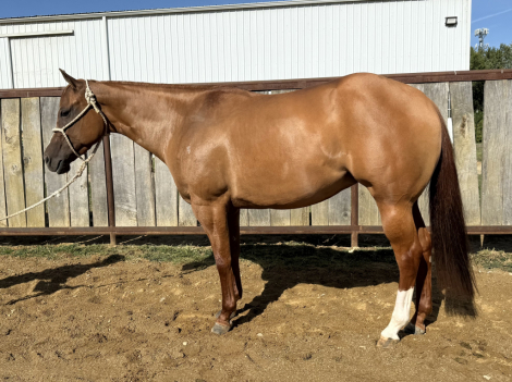 HorseID: 2306831 Coollinedownmybehind - PhotoID: 1090597