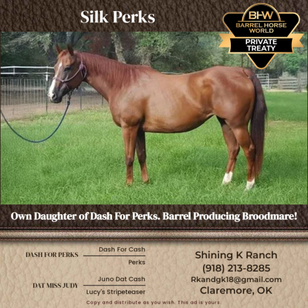 HorseID: 2306839 Silk Perks - Serious cash buyers please inquire! - PhotoID: 1090610