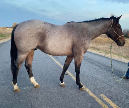 HorseID: 2306840 MtCup Of Tito - PhotoID: 1090599