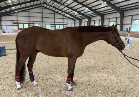 HorseID: 2306844 Shamrock - PhotoID: 1090601