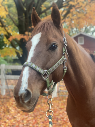 HorseID: 2306844 Shamrock - PhotoID: 1090602