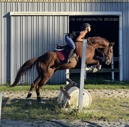 HorseID: 2306844 Shamrock - PhotoID: 1090603