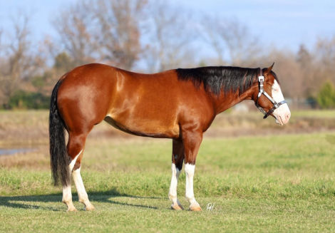 HorseID: 2306845 FANCYS SHINING GUN - PhotoID: 1090604