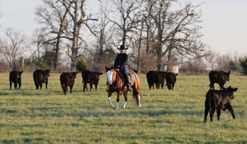 HorseID: 2306845 FANCYS SHINING GUN - PhotoID: 1090606