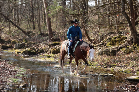 HorseID: 2306845 FANCYS SHINING GUN - PhotoID: 1090608