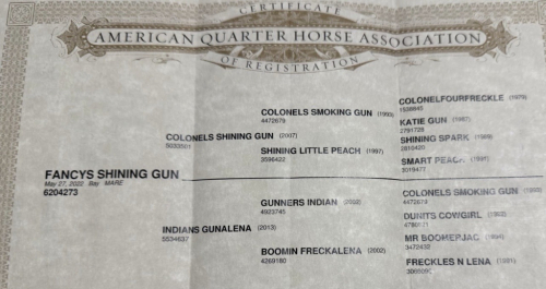 HorseID: 2306845 FANCYS SHINING GUN - PhotoID: 1090609