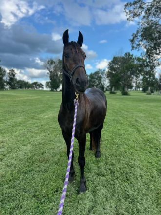 HorseID: 2306846 CRF Hello Heaven - PhotoID: 1090635