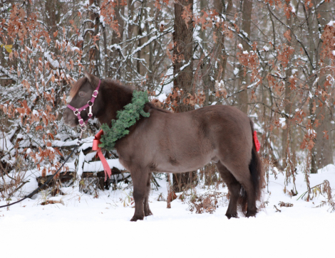 HorseID: 2306848 Mocha - PhotoID: 1090614