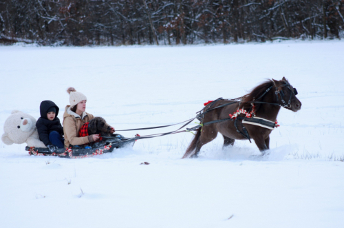 HorseID: 2306848 Mocha - PhotoID: 1090615