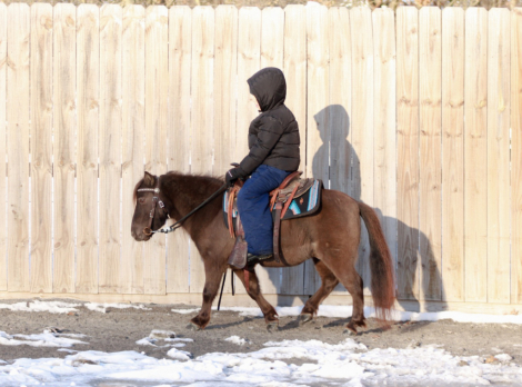 HorseID: 2306848 Mocha - PhotoID: 1090616