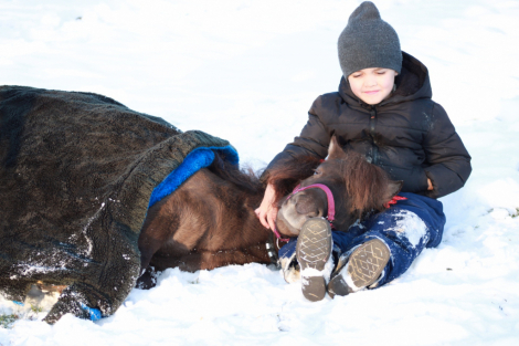 HorseID: 2306848 Mocha - PhotoID: 1090617