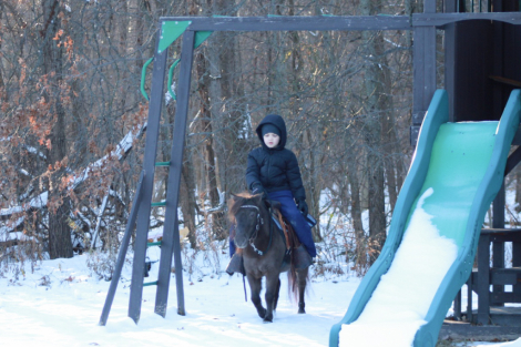 HorseID: 2306848 Mocha - PhotoID: 1090618