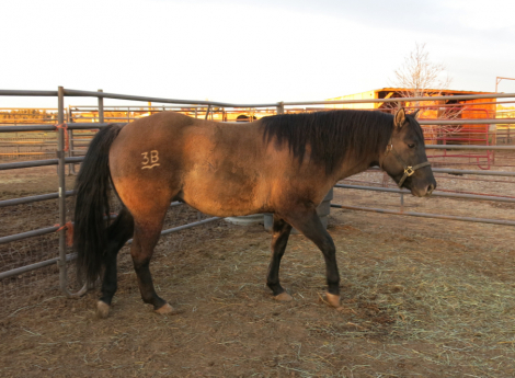 HorseID: 2306850 PocosprettyBlackburn - PhotoID: 1090620