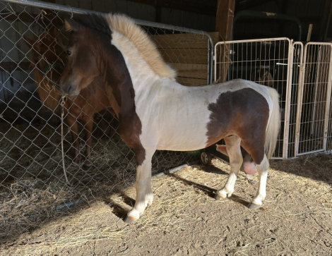 HorseID: 2306851 Lupin - PhotoID: 1090619