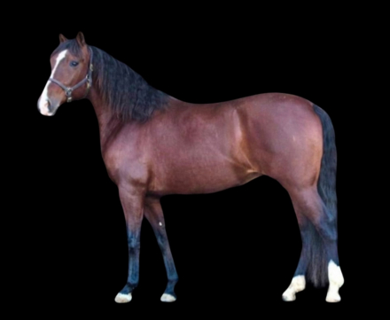 HorseID: 2306853 Carmona SRF - PhotoID: 1090622