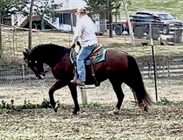 HorseID: 2306853 Carmona SRF - PhotoID: 1090623