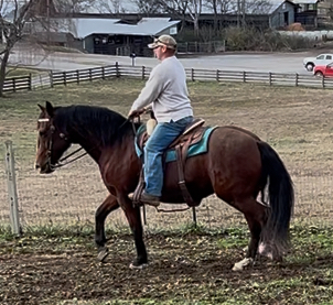 HorseID: 2306853 Carmona SRF - PhotoID: 1090624