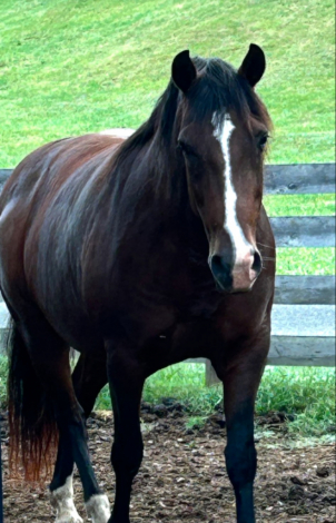 HorseID: 2306853 Carmona SRF - PhotoID: 1090625