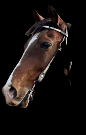 HorseID: 2306853 Carmona SRF - PhotoID: 1090627