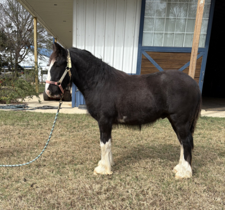 HorseID: 2306860 Briar Rose Eugene - PhotoID: 1090628