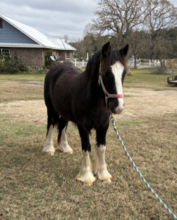 HorseID: 2306860 Briar Rose Eugene - PhotoID: 1090629