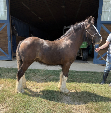 HorseID: 2306860 Briar Rose Eugene - PhotoID: 1090630