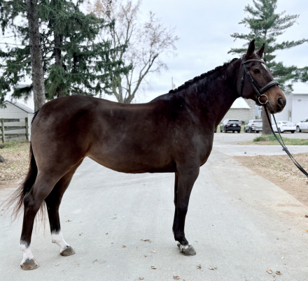 HorseID: 2306862 R Zauberin - PhotoID: 1090636