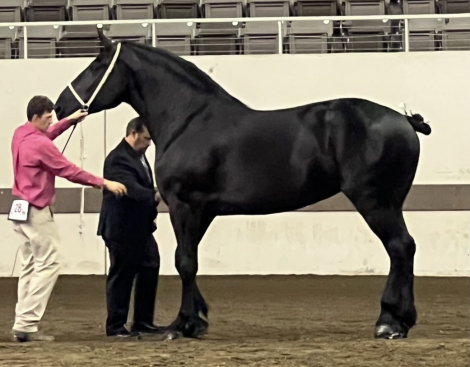 HorseID: 2306864 Anderson's Celine - PhotoID: 1090641