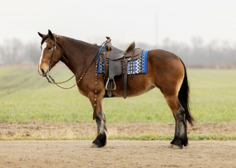 HorseID: 2306869 Draft Cross Dressage and Trail Horse, Mare - PhotoID: 1090644