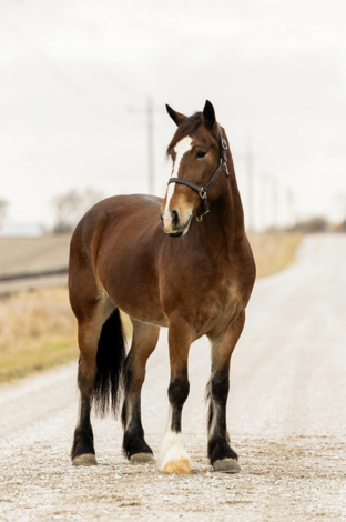 HorseID: 2306869 Draft Cross Dressage and Trail Horse, Mare - PhotoID: 1090645