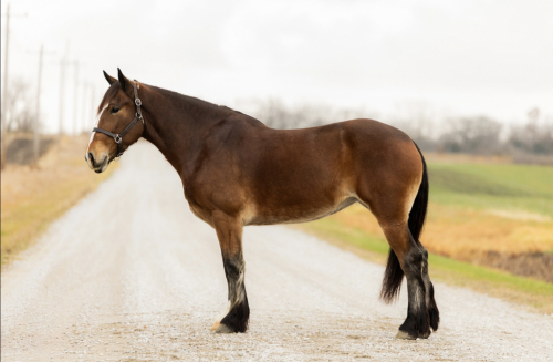 HorseID: 2306869 Draft Cross Dressage and Trail Horse, Mare - PhotoID: 1090646