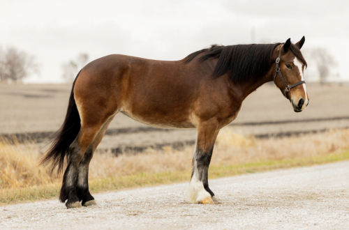 HorseID: 2306869 Draft Cross Dressage and Trail Horse, Mare - PhotoID: 1090647