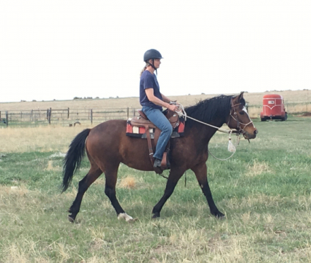 HorseID: 2306871 Dennali Haltia - PhotoID: 1090651