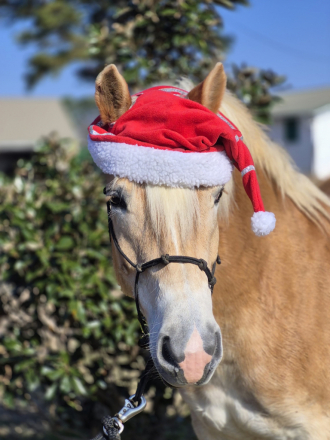 HorseID: 2306880 Artie - PhotoID: 1090662