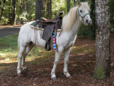 HorseID: 2306884 Frosty the Showman - PhotoID: 1090660