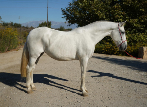 HorseID: 2306896 Queen Diana - PhotoID: 1090663