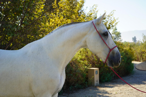 HorseID: 2306896 Queen Diana - PhotoID: 1090664